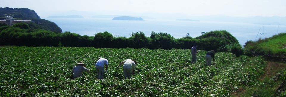 相島のサツマイモ畑の写真